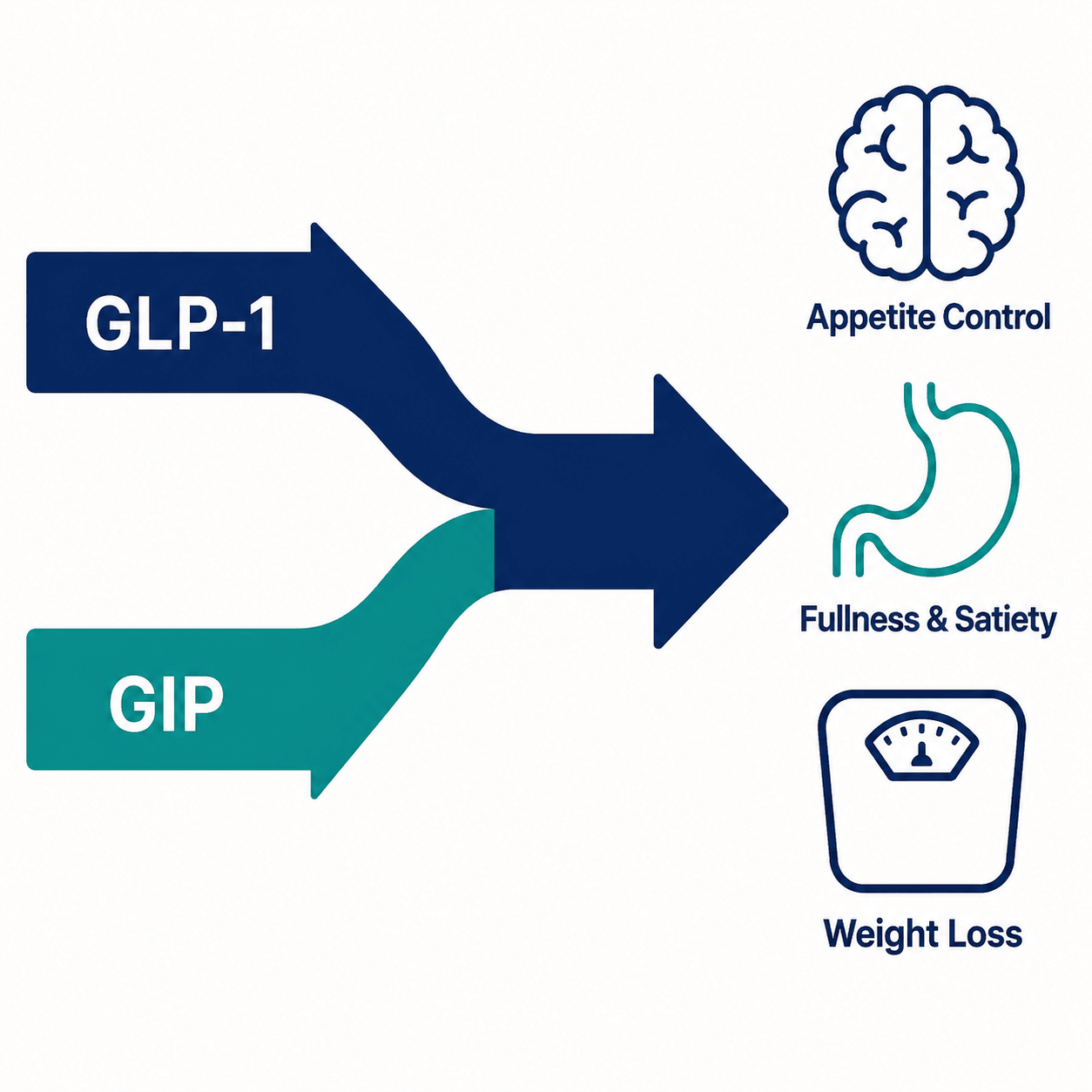 Diagram showing how tirzepatide activates both GLP-1 and GIP receptors to support appetite control, increase fullness, and promote weight loss.