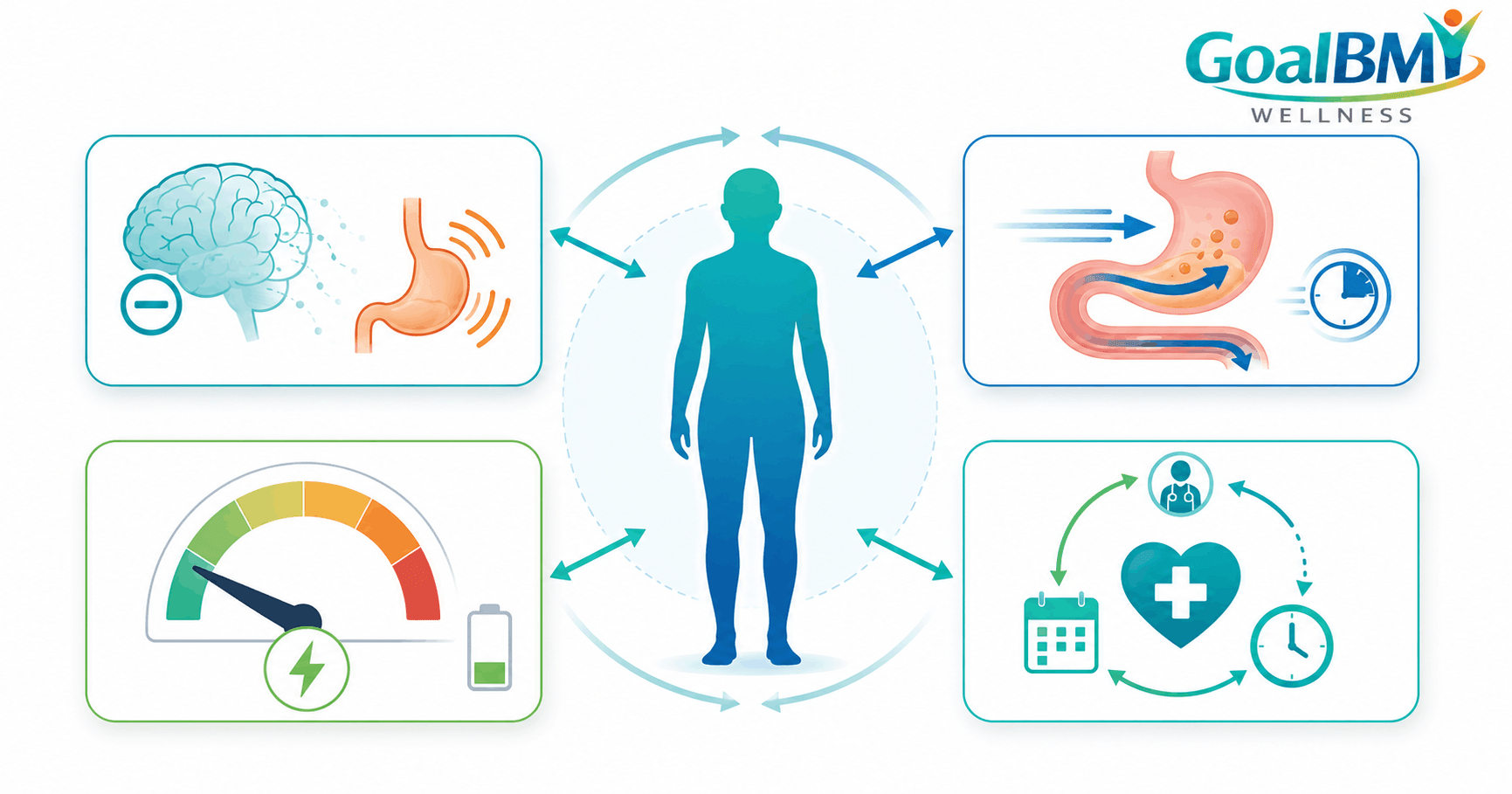 Diagram explaining appetite, digestion, metabolism, and weight regain after stopping tirzepatide.